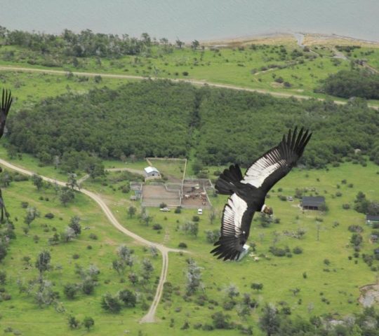Estancia Pingo Salvaje